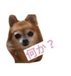 かわいい愛犬（個別スタンプ：6）