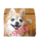 かわいい愛犬（個別スタンプ：7）
