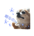 かわいい愛犬（個別スタンプ：8）