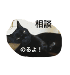 ジジたん（個別スタンプ：5）
