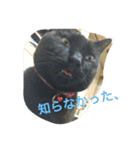 ジジたん（個別スタンプ：6）