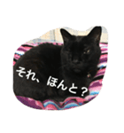 ジジたん（個別スタンプ：13）