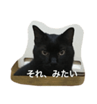 ジジたん（個別スタンプ：19）