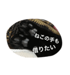 ジジたん（個別スタンプ：36）