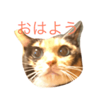 もんちゃん01（個別スタンプ：1）