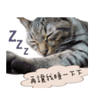 Nine cats +2（個別スタンプ：1）