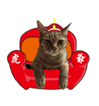 Nine cats +2（個別スタンプ：4）