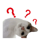 Nine cats +2（個別スタンプ：6）
