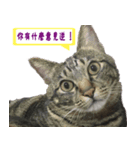 Nine cats +2（個別スタンプ：7）