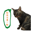 Nine cats +2（個別スタンプ：8）
