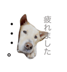愛犬はじめ（個別スタンプ：1）