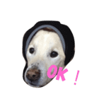 愛犬はじめ（個別スタンプ：2）