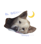 愛犬はじめ（個別スタンプ：3）