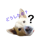 愛犬はじめ（個別スタンプ：4）