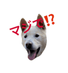 愛犬はじめ（個別スタンプ：5）