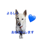 愛犬はじめ（個別スタンプ：6）