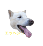愛犬はじめ（個別スタンプ：8）