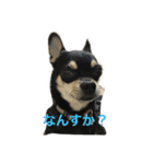 我が家の黒チワワ（個別スタンプ：2）