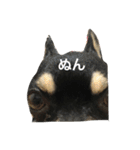 我が家の黒チワワ（個別スタンプ：3）