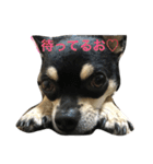 我が家の黒チワワ（個別スタンプ：4）