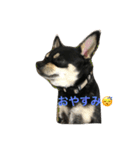我が家の黒チワワ（個別スタンプ：6）