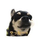 我が家の黒チワワ（個別スタンプ：10）