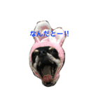 我が家の黒チワワ（個別スタンプ：13）