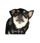 我が家の黒チワワ（個別スタンプ：18）