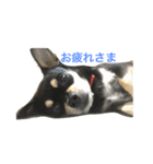 我が家の黒チワワ（個別スタンプ：19）
