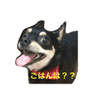 我が家の黒チワワ（個別スタンプ：20）