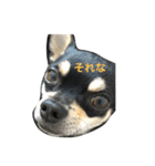 我が家の黒チワワ（個別スタンプ：21）
