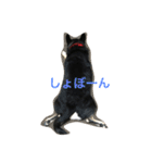 我が家の黒チワワ（個別スタンプ：22）