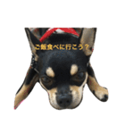 我が家の黒チワワ（個別スタンプ：26）