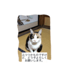 私ネコ ひとりごと（個別スタンプ：5）