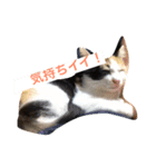 私ネコ ひとりごと（個別スタンプ：7）