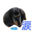 アリケリンダ（個別スタンプ：8）