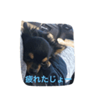 レオの夏休み（個別スタンプ：6）