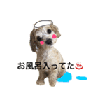 マルプーむぎちゃんスタンプ4（個別スタンプ：7）