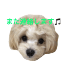 マルプーむぎちゃんスタンプ4（個別スタンプ：17）