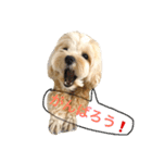 マルプーむぎちゃんスタンプ4（個別スタンプ：27）