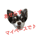 癒し言葉   【犬編】（個別スタンプ：1）