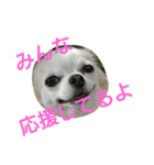 癒し言葉   【犬編】（個別スタンプ：3）