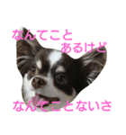 癒し言葉   【犬編】（個別スタンプ：4）