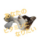 癒し言葉   【犬編】（個別スタンプ：5）