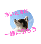癒し言葉   【犬編】（個別スタンプ：6）