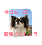 癒し言葉   【犬編】（個別スタンプ：8）