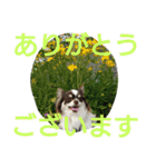 癒し言葉   【犬編】（個別スタンプ：9）