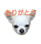 癒し言葉   【犬編】（個別スタンプ：10）