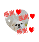 癒し言葉   【犬編】（個別スタンプ：11）