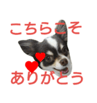 癒し言葉   【犬編】（個別スタンプ：12）